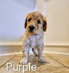 Standard Goldendoodle puppies