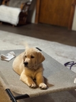 Pre-school puppy trained yellow Labrador Retriever pup