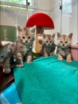 Main coon kittens