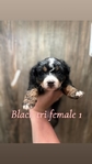 Mini Australian shepherd’s