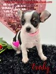 Gorgeous AKC Female White with Black Applehead Chihuahua