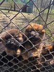 Chow chow puppies