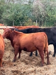 Replacement Heifers for Sell