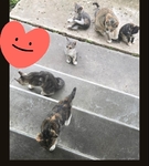Free cats