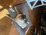 Luna the Pug