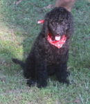Goldendoodle Puppies
