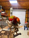 Baby Flame Macaw