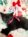 Free kitten to good home!!