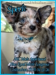 AKC Male Merle Longcoat Chihuahua
