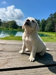 Cream White Labrador Puppies Available