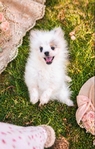 Pomeranian puppies Teddy Bear Pom  Poms