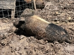 Kune kune pigs