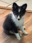 AKC Registered Shetland Sheepdog (Shelties)