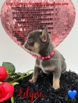 Stunning AKC Lilac Tri Colored  Male Applehead Chihuahua