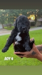 Double Doodle Puppies