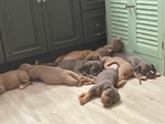 Bully puppies