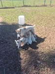Jack Russell Puppies