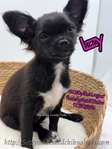 AKC Longcoat Chihuahuas