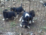 akc beagle puppies