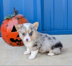 Registered Corgi puppies