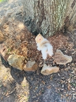 Teacup Pomeranian Female