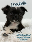AKC Applehead Longcoat Chihuahuas