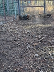 Got a wild hog problem? Call Texas Feral Hog Trappers