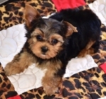 AKC Yorkie Puppies