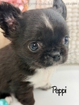 AKC Male Longcoat Applehead Chihuahuas