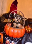 AKC Male Yorkie Puppy