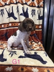 Akc German shorthaired pointer puppies!