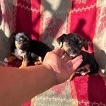 Chiweenies babies