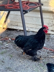 Bantam Cochin roosters
