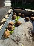 African Sulcata Tortoise Babies