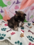 Pomeranian puppy