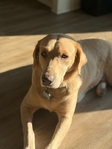 American Labrador
