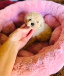 Teacup Poodles & Toy Poodle puppies