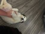 Half Great Pyrenees puppy