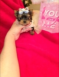Teacup Yorkie Puppies