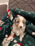 Toy Aussie Puppies!