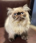 Persian / Himalayan Kittens