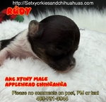AKC Tiny Applehead Smooth Coat Chihuahuas