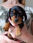 Miniature Dachshund Puppies