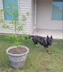 Akc Male German Shepherd. German Working Bloodlines