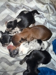 Mini Longhair Dachshunds