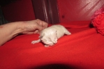 ragdoll kittens for sale