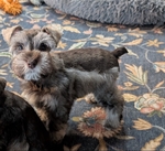 AKC Reg Minature Schnauzer