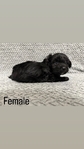 Maltipoo Puppies