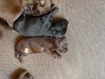 AKC Lab Puppies