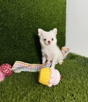 Chihuahua puppies